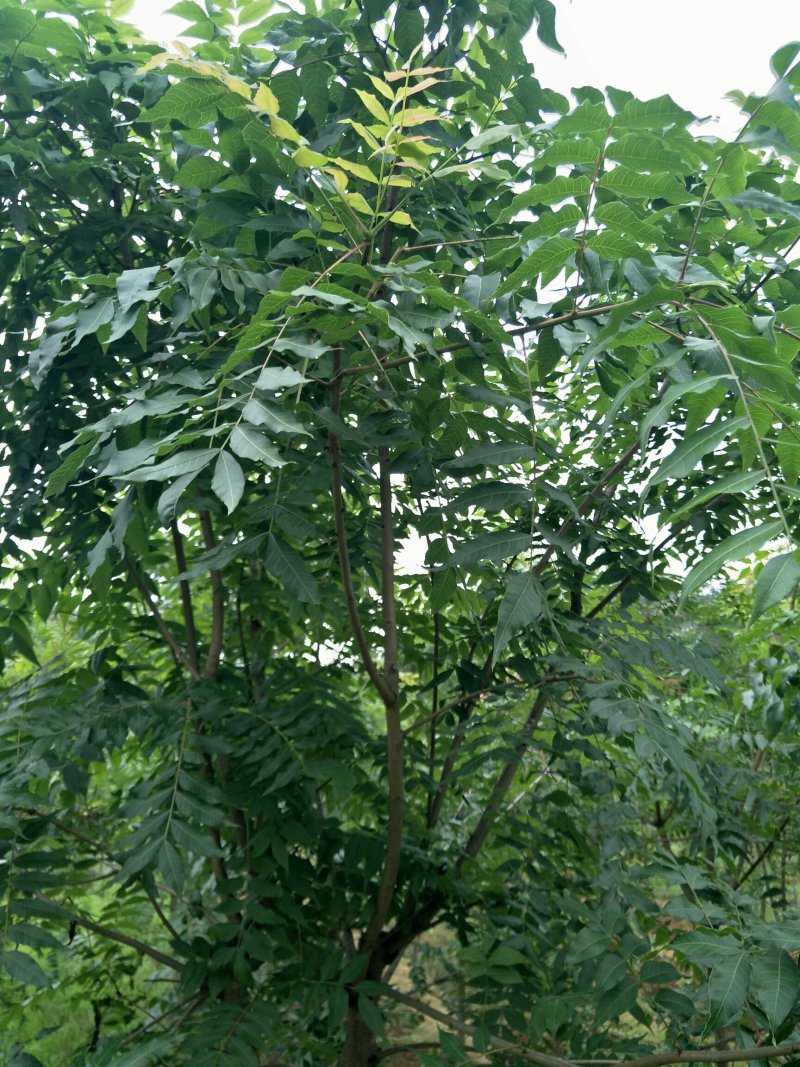 黄丽牙茶