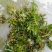 麦黄草种子也叫菹草芽孢