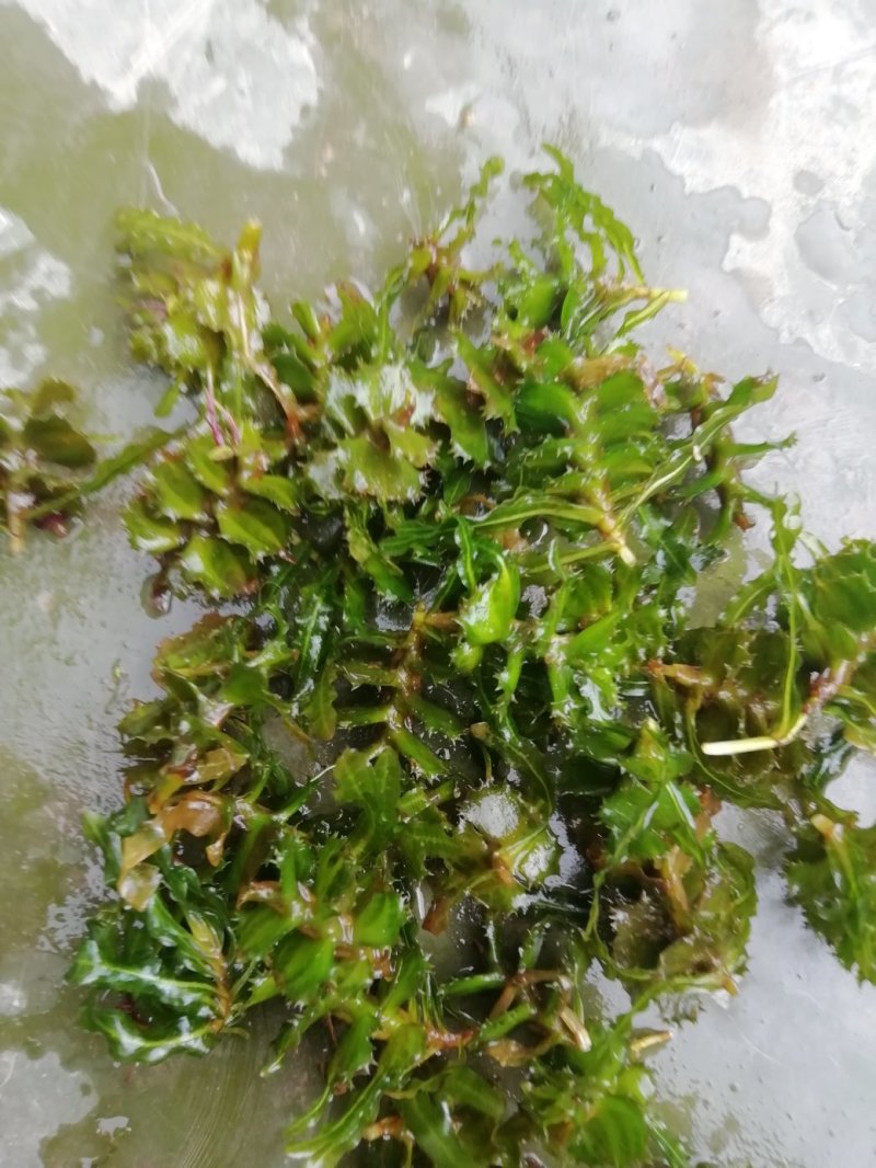 麦黄草种子也叫菹草芽孢