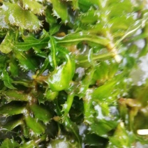 麦黄草种子也叫菹草芽孢