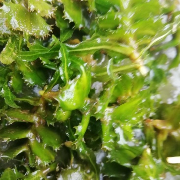 麦黄草种子也叫菹草芽孢