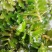 麦黄草种子也叫菹草芽孢
