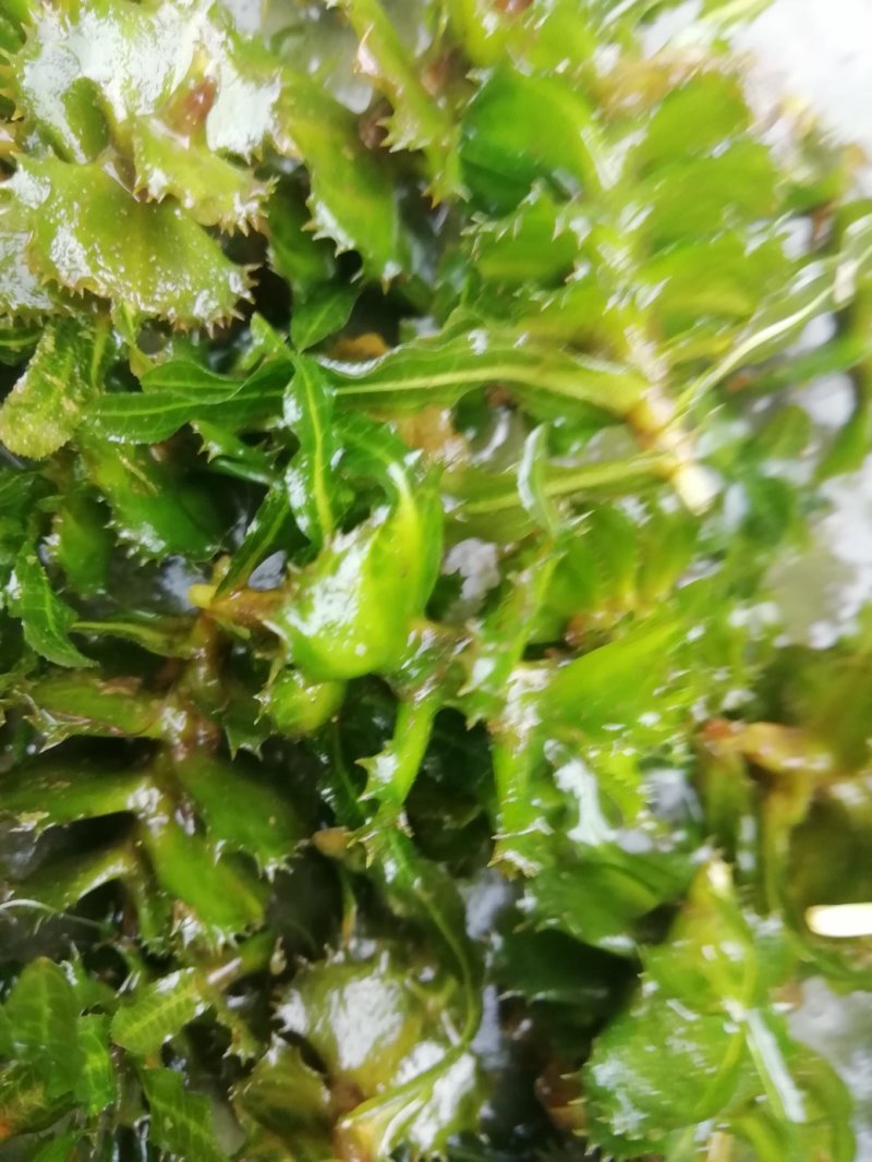 麦黄草种子也叫菹草芽孢