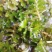 麦黄草种子也叫菹草芽孢