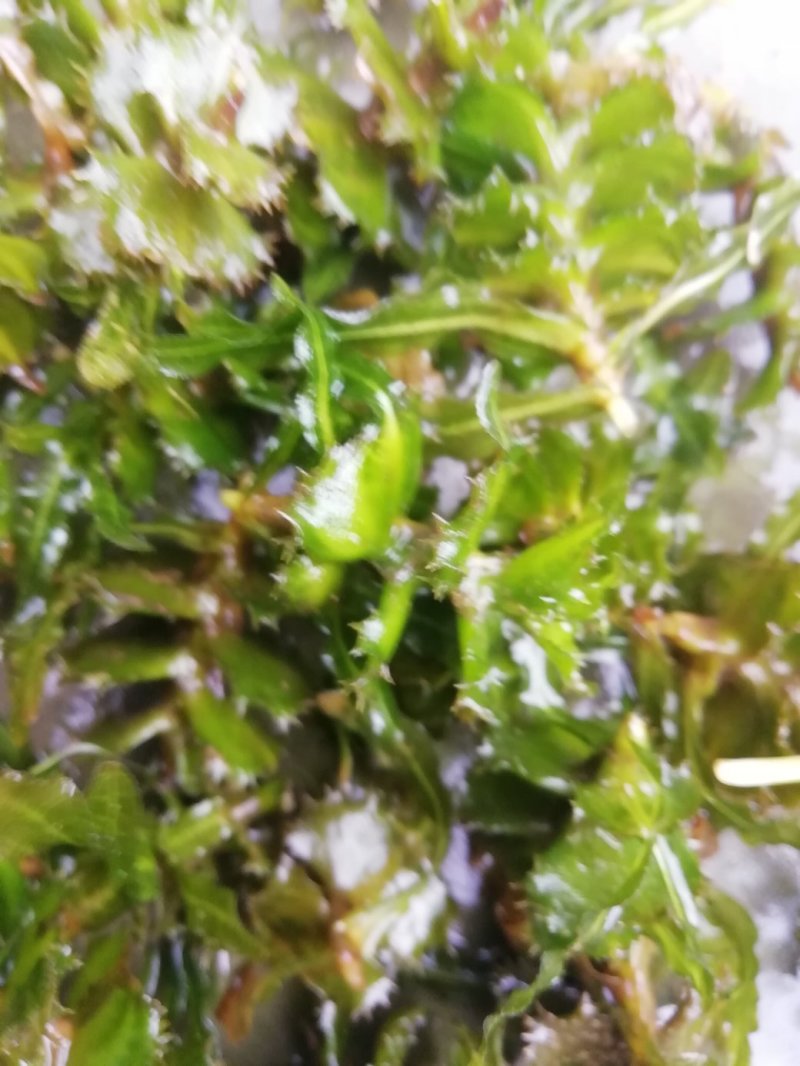 麦黄草种子也叫菹草芽孢