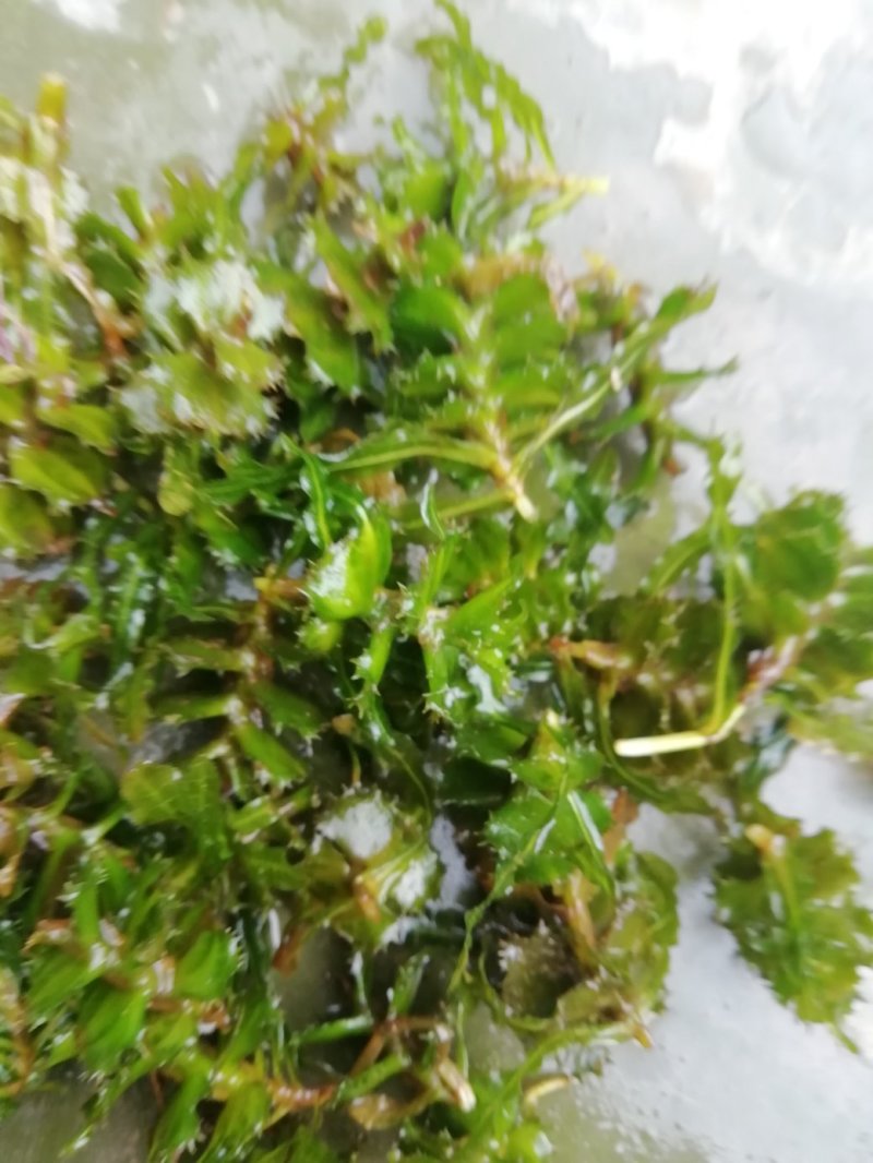 麦黄草种子也叫菹草芽孢