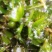 麦黄草种子也叫菹草芽孢