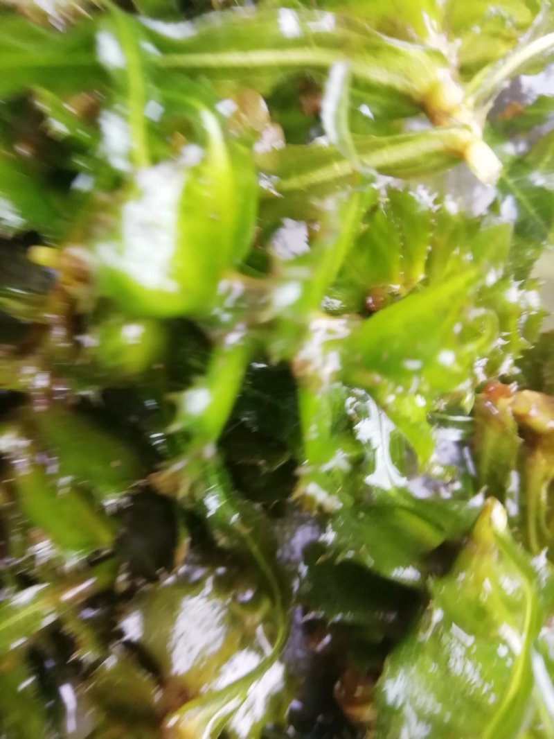 麦黄草种子也叫菹草芽孢