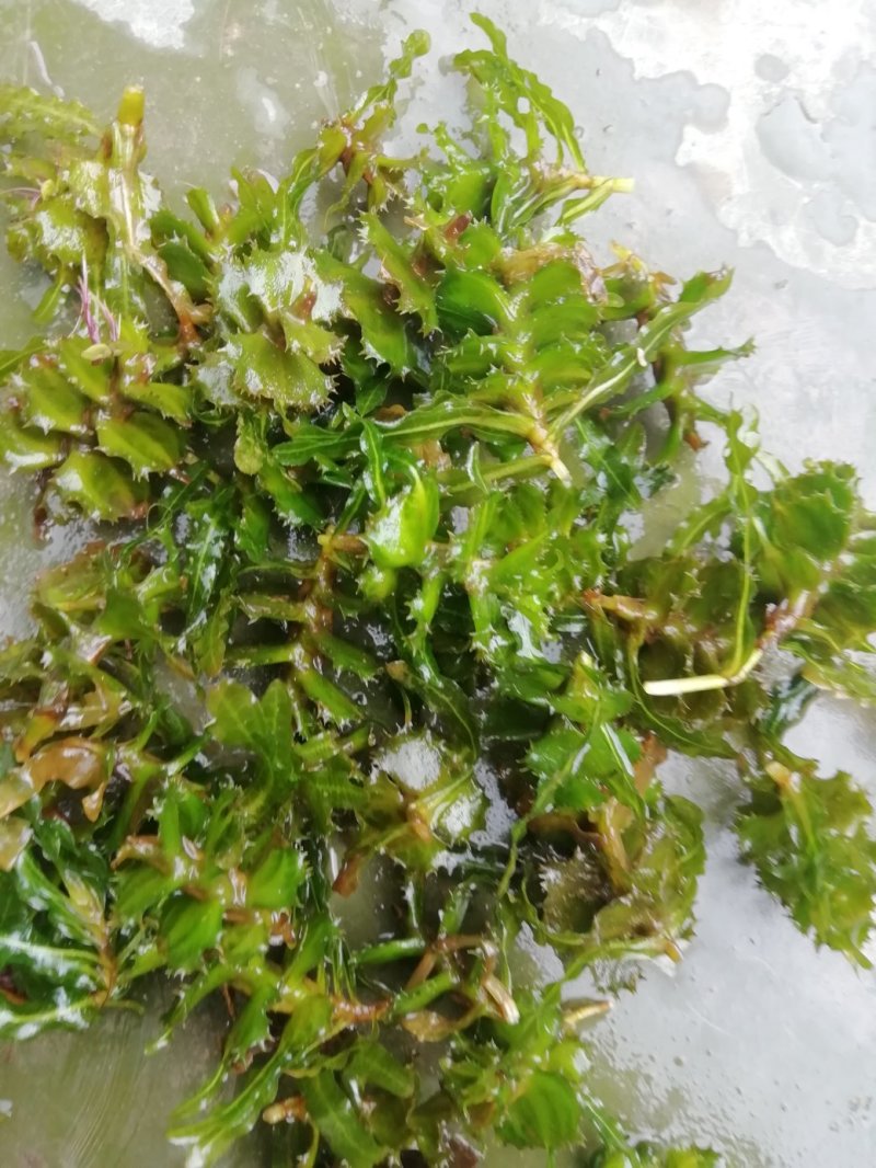 麦黄草种子也叫菹草芽孢