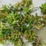 麦黄草种子也叫菹草芽孢