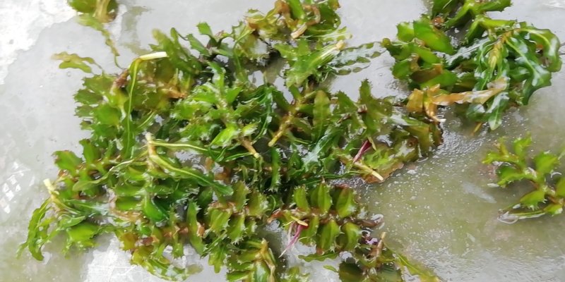麦黄草种子也叫菹草芽孢