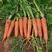 胡萝卜种子，三系杂交红冠品种，新田七寸胡萝卜种子