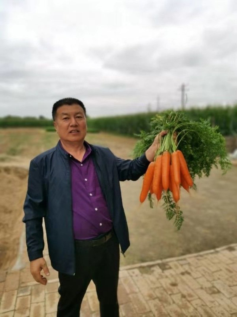 胡萝卜种子，三系杂交红冠品种，新田七寸胡萝卜种子