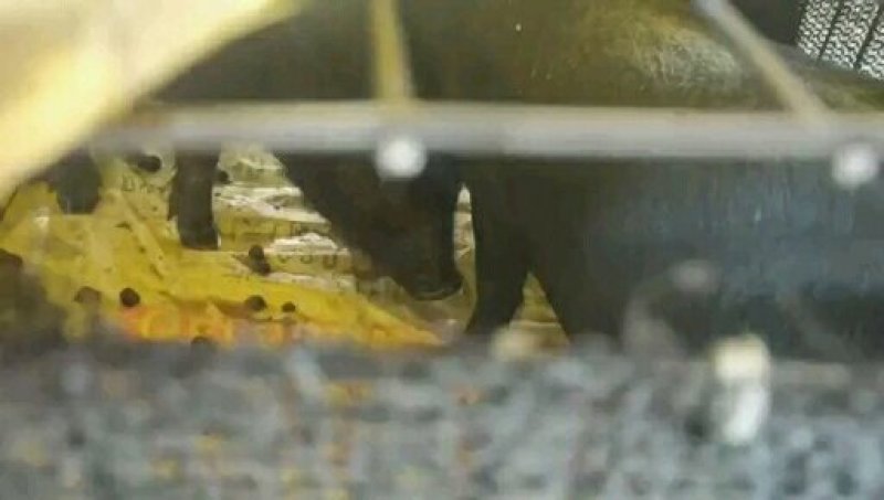 小香猪宠物猪藏香猪巴马香猪