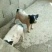 小香猪宠物猪藏香猪巴马香猪