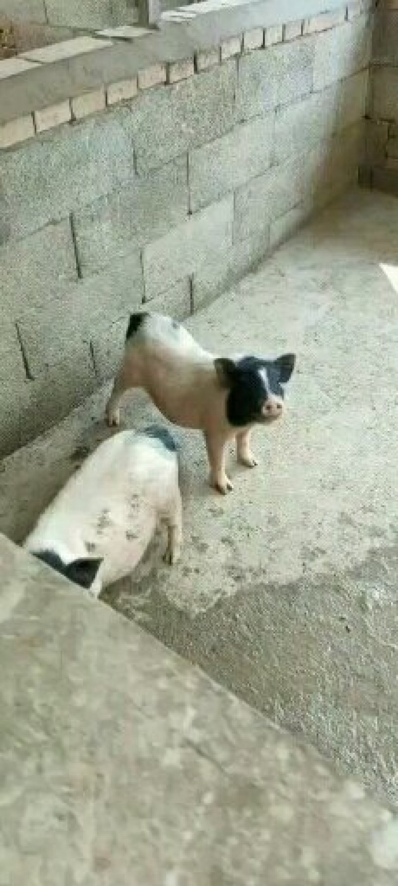 小香猪宠物猪藏香猪巴马香猪