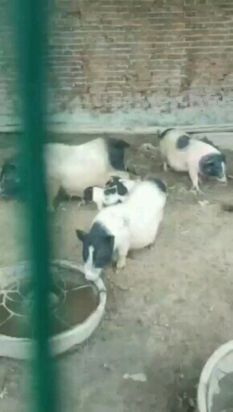 小香猪宠物猪藏香猪巴马香猪