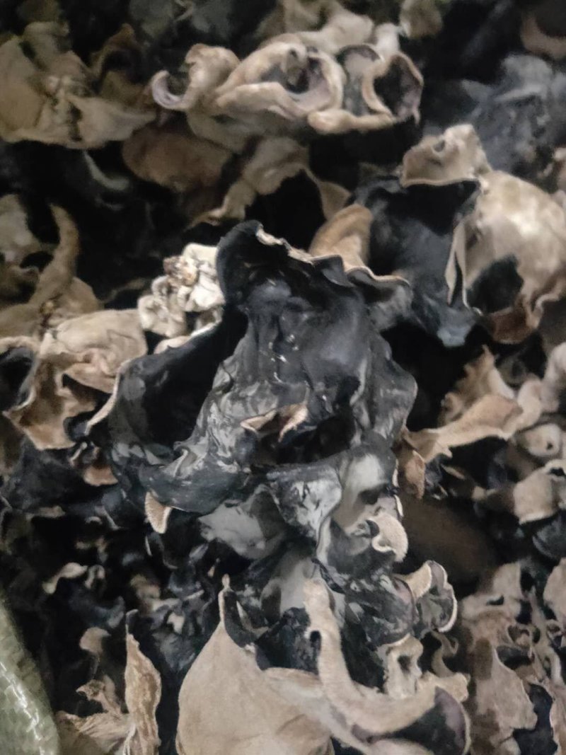 白背黑木耳毛木耳水洗头茬当季新货剪头去根量大从优
