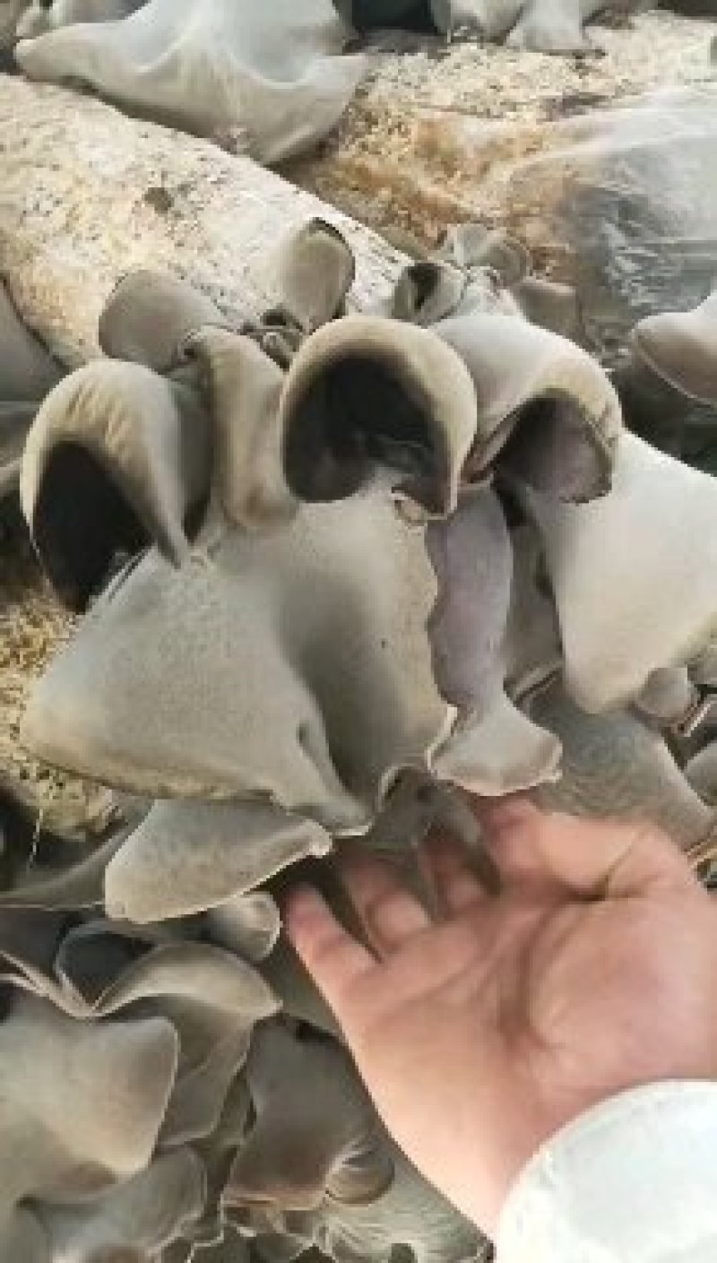 白背黑木耳毛木耳水洗头茬当季新货剪头去根量大从优