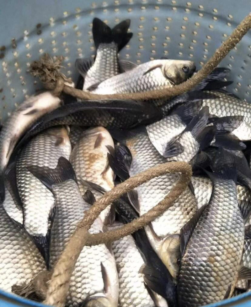 湖南鲫鱼两万斤重规格1斤左右品种湘鲫鲤鲫