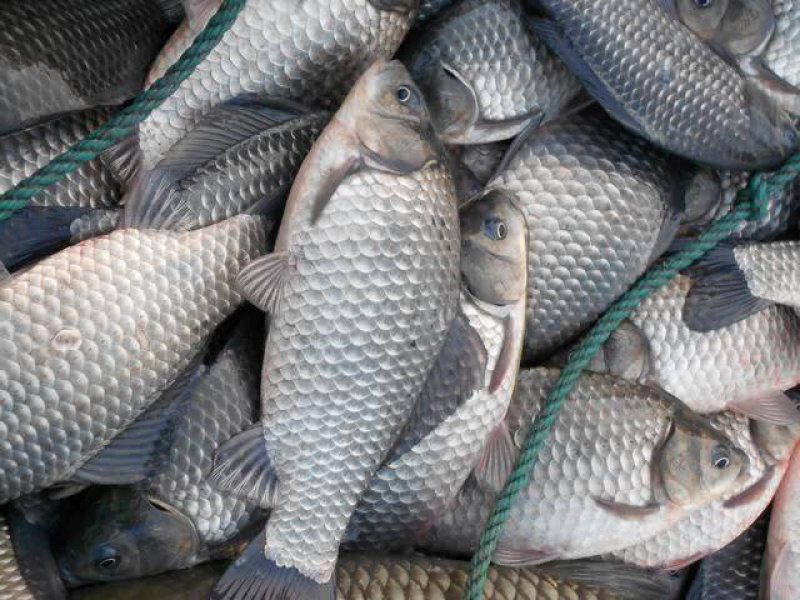 湖南鲫鱼两万斤重规格1斤左右品种湘鲫鲤鲫