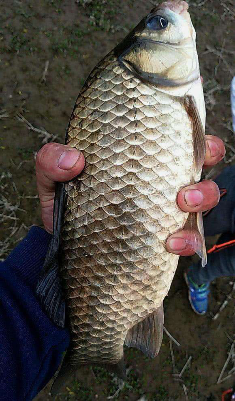 湖南鲫鱼两万斤重规格1斤左右品种湘鲫鲤鲫