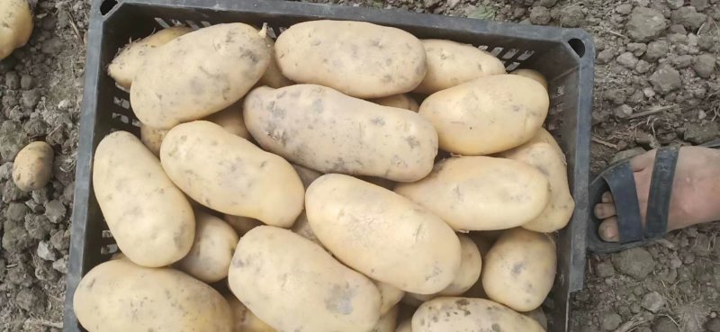 荷兰十五土豆精品无青头无虫眼表皮光滑色泽鲜亮