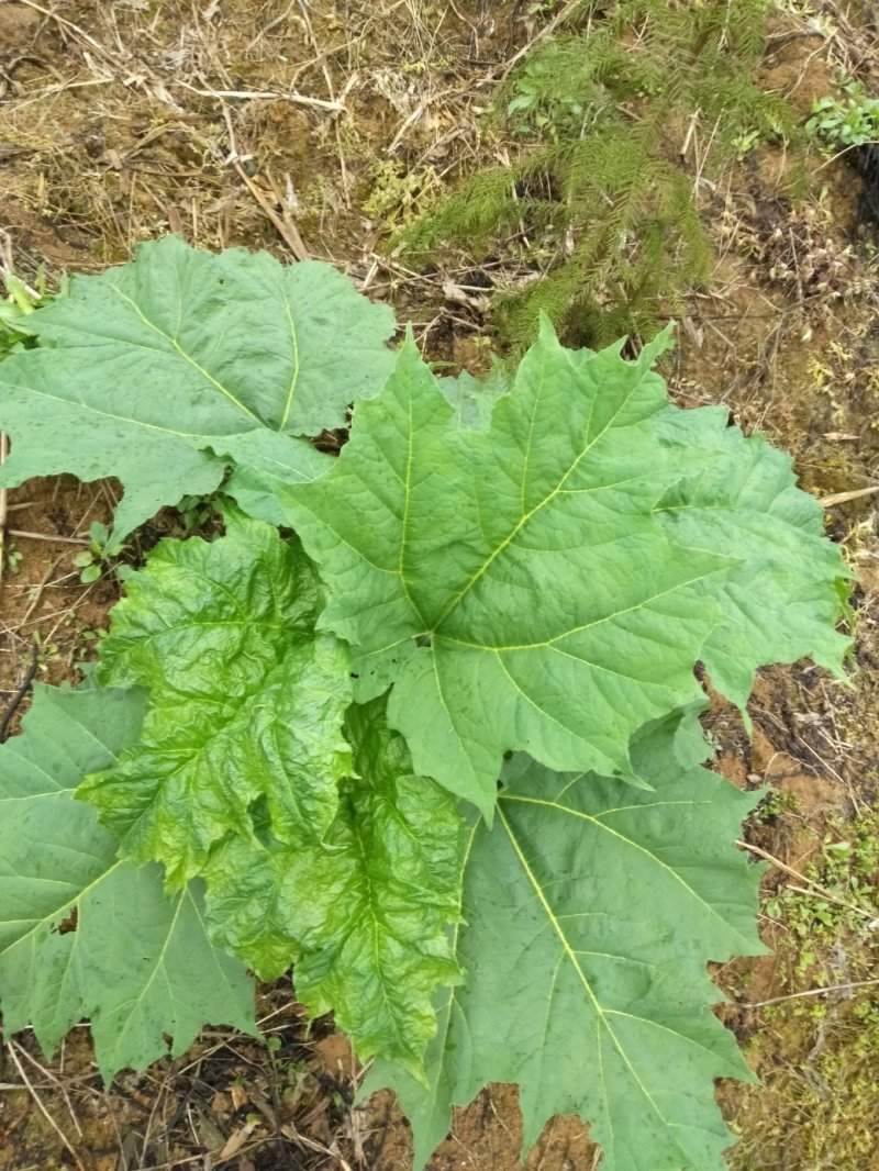 大黄，湖北马蹄大黄，干大黄，利川马蹄大黄