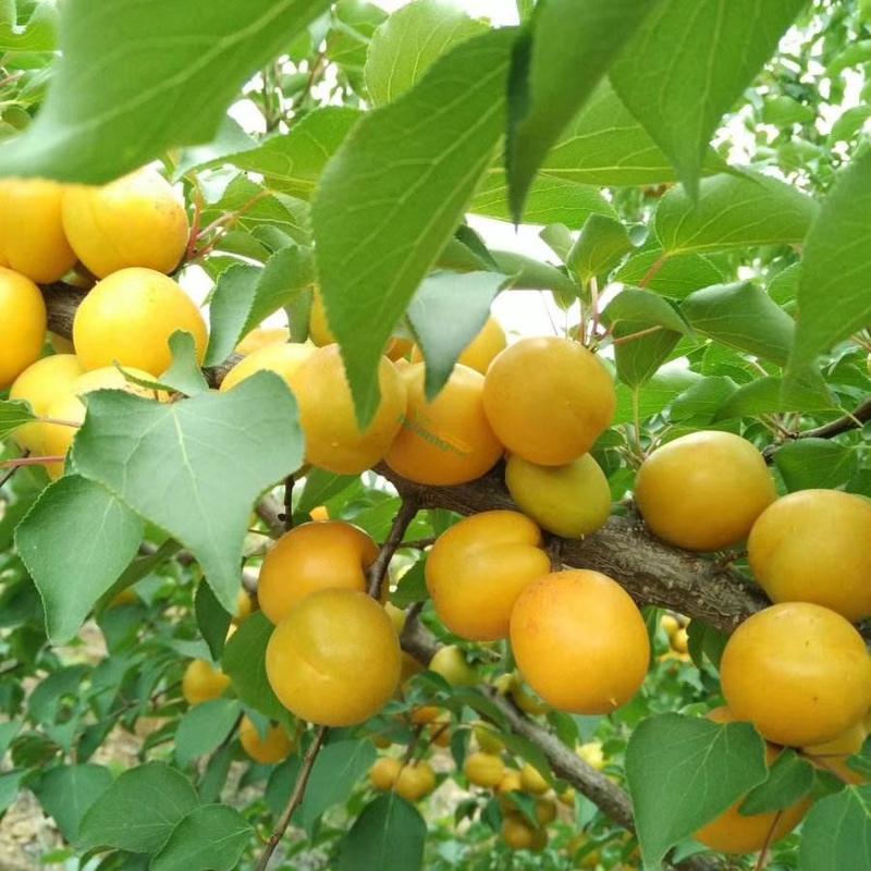 珍珠油杏，产地直销，货真价实，10000亩果园现货