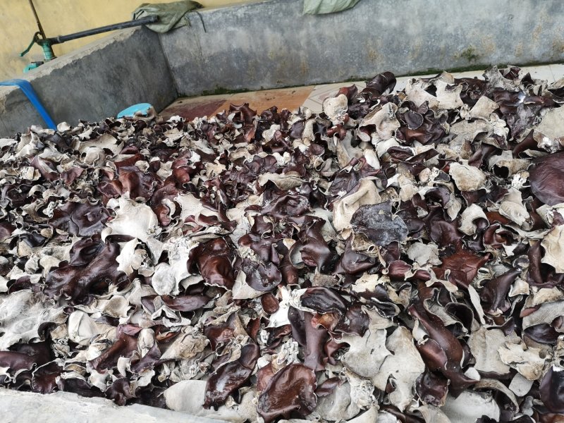 白背黑木耳毛木耳水洗头茬当季新货剪头去根量大从优