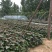 日供应红薯苗100万棵，脱毒蜜薯25西瓜红、商薯19苗