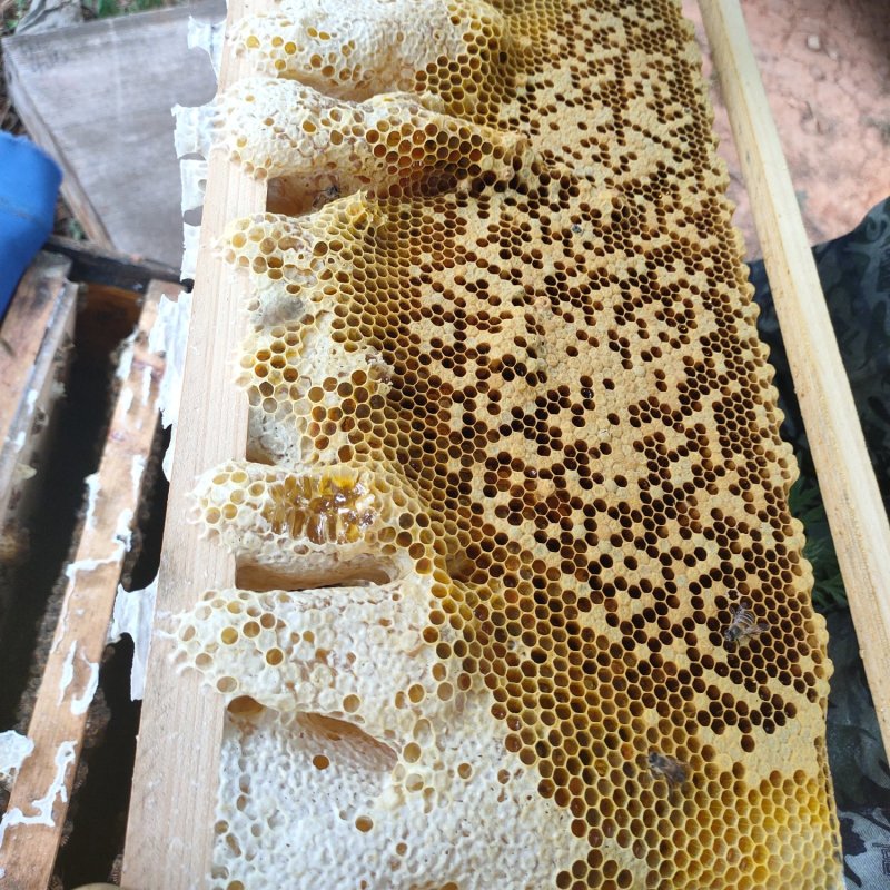 蜂巢蜜云南土蜂自然成熟