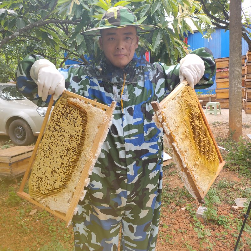 蜂巢蜜云南土蜂自然成熟