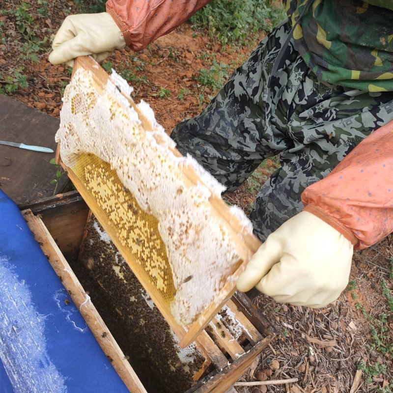 蜂巢蜜云南土蜂自然成熟