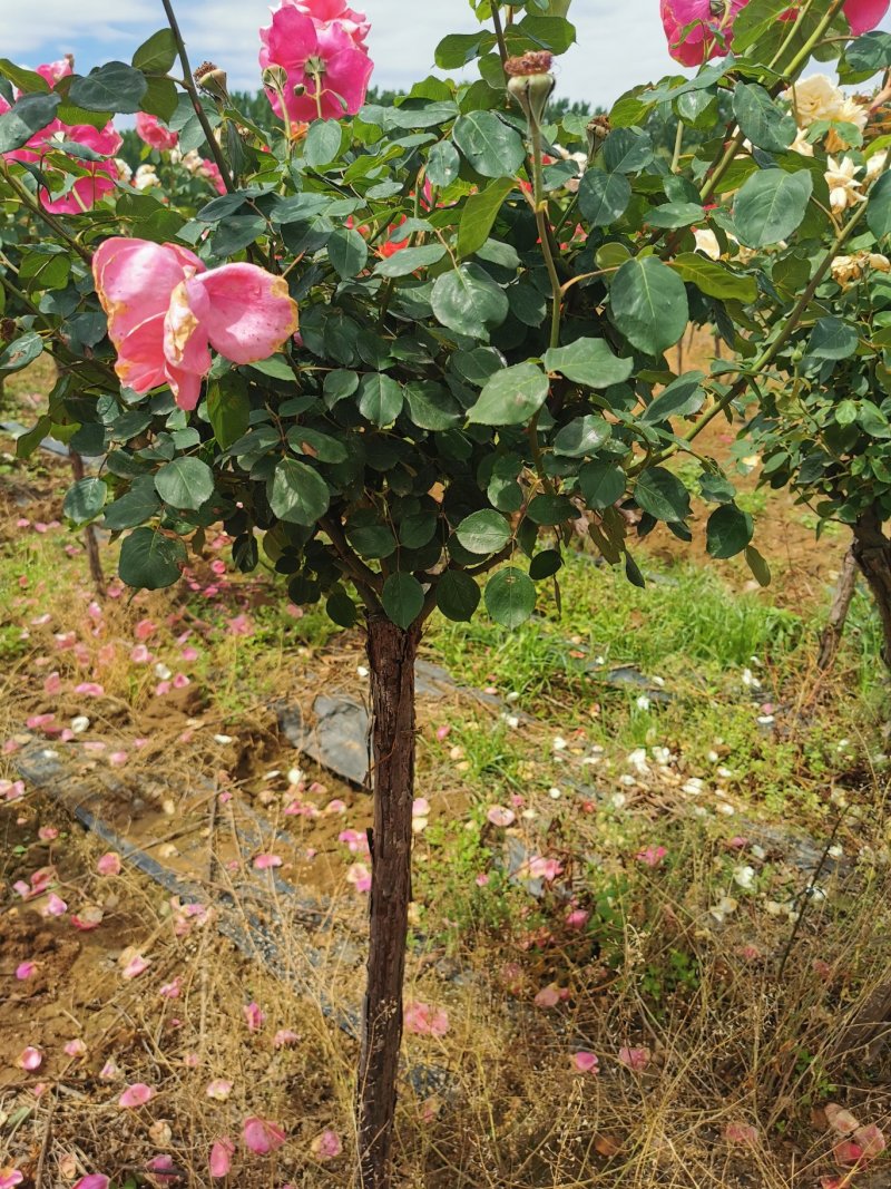 树状月季基地常年供应各种规格树状月季农户直供质优价廉