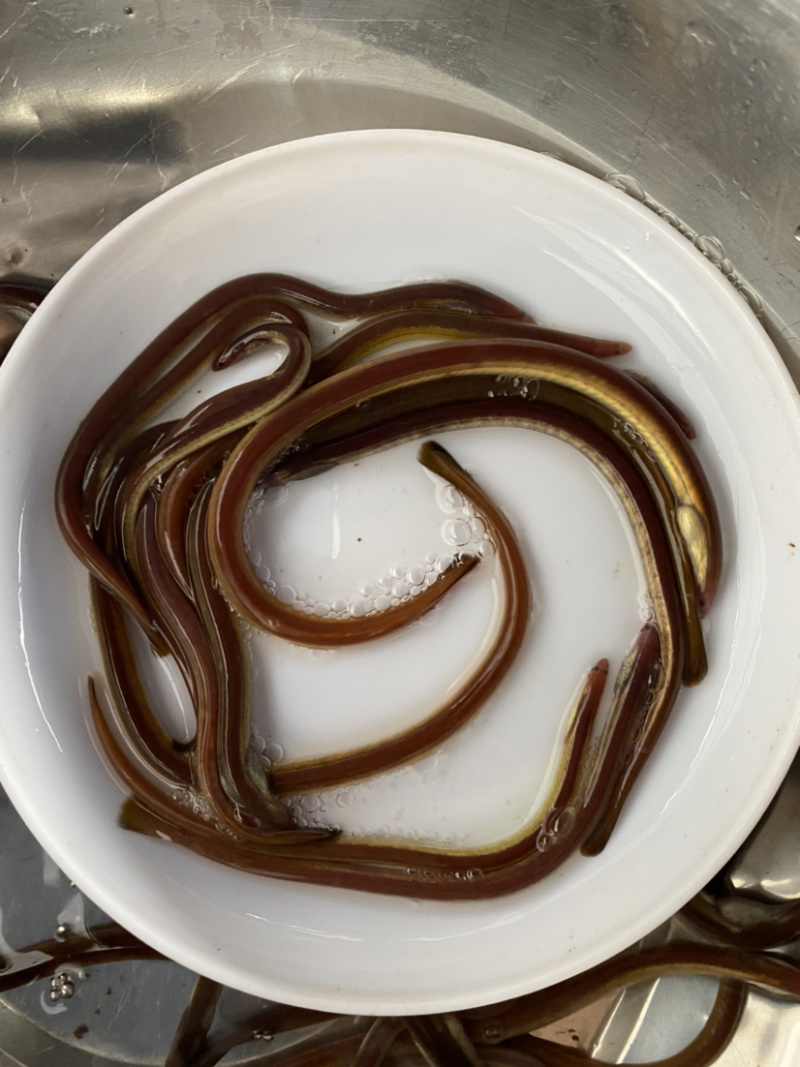 血鳗鱼苗肉质鲜嫩支持全国批发价发货已训食料