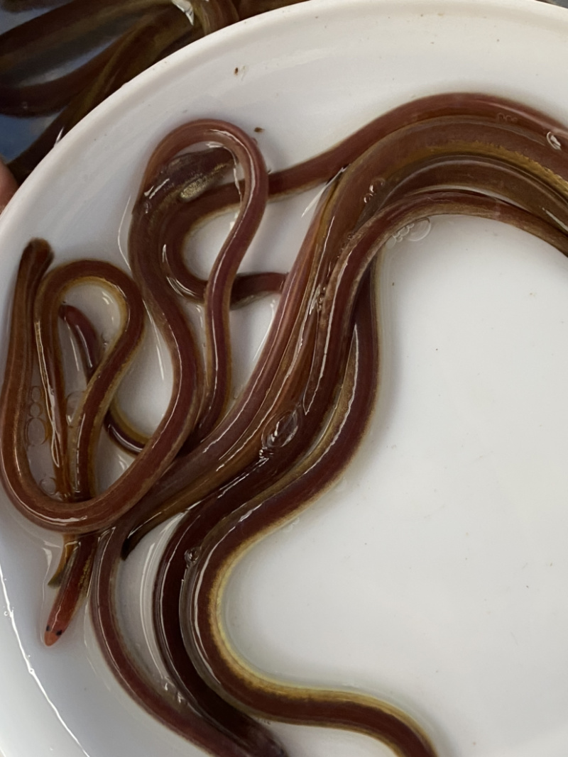 血鳗鱼苗肉质鲜嫩支持全国批发价发货已训食料
