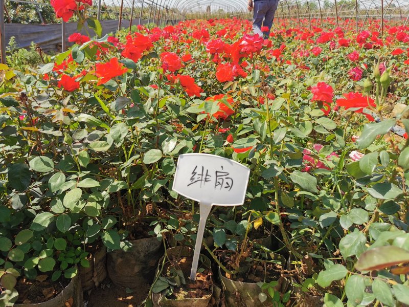 月季小苗大花月季杯苗丰华月季各种品种规格齐全基地自产自销