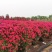月季花球造型月季滕彩虹，夏令营，小女孩，安吉拉品种齐全