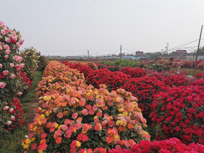 月季花球造型月季滕彩虹，夏令营，小女孩，安吉拉品种齐全