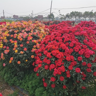 月季花球造型月季滕彩虹，夏令营，小女孩，安吉拉品种齐全