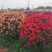 月季花球造型月季滕彩虹，夏令营，小女孩，安吉拉品种齐全
