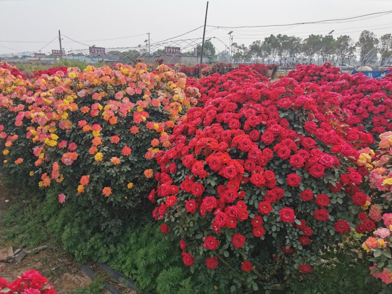 月季花球造型月季滕彩虹，夏令营，小女孩，安吉拉品种齐全