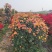 月季花球造型月季滕彩虹，夏令营，小女孩，安吉拉品种齐全