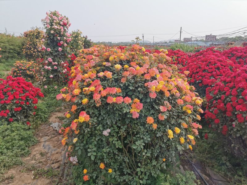 月季花球造型月季滕彩虹，夏令营，小女孩，安吉拉品种齐全