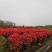 月季花球造型月季滕彩虹，夏令营，小女孩，安吉拉品种齐全