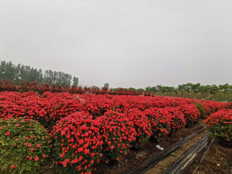 月季花球造型月季滕彩虹，夏令营，小女孩，安吉拉品种齐全