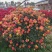 月季花球造型月季滕彩虹，夏令营，小女孩，安吉拉品种齐全