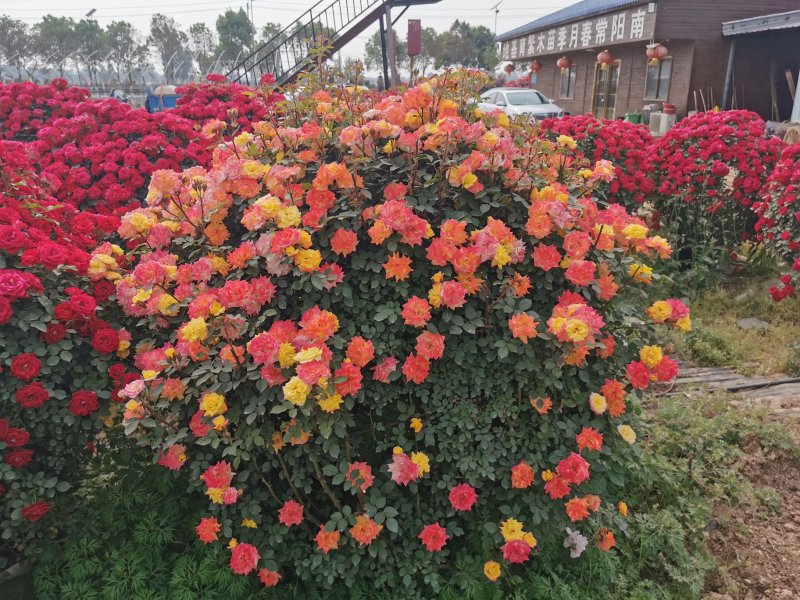 月季花球造型月季滕彩虹，夏令营，小女孩，安吉拉品种齐全