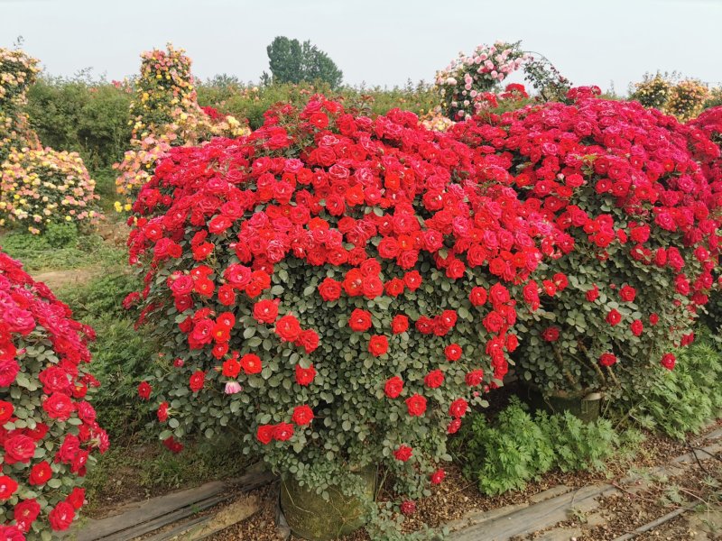 月季花球造型月季滕彩虹，夏令营，小女孩，安吉拉品种齐全